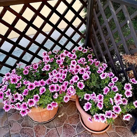 Marcipán Apartmán *